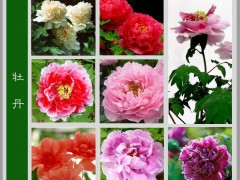 牡丹（学名：Paeonia suffruticosa） 原产于中国西部秦岭和大巴山一带山区，现在这一地区尚有野生单瓣品种存在。牡丹为多年生落叶小灌木，生长缓慢，株型小，株高多在0.5～2米之间；根肉质，粗而长，中心木质化，长度一般在0.5～0.8米，极少数根长度可达2米。牡丹是我国特有的木本名贵花卉，花大色艳、雍容华贵、富丽端庄、芳香浓郁，而且品种繁多，素有