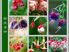 倒挂金钟（Fuchsia）是桃金娘目、柳叶菜科、倒挂金钟属的植物，又名灯笼花和吊钟海棠。原产墨西哥。喜凉爽湿润环境，怕高温和强光，以肥沃、疏松的微酸性壤土为宜，冬季温度不低于5℃。倒挂金钟为多年生灌木，开花时，垂花朵朵，婀娜多姿，如悬挂的彩色灯笼，盆栽适用于客室、花架、案头点缀，用清水插瓶，既可观赏，又可生根繁殖。