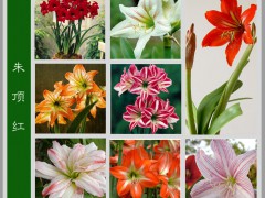 朱顶红（学名：Hippeastrum rutilum）是石蒜科朱顶红属的多年生草本植物，鳞茎肥大，近球形，直径5 - 10cm，外皮淡绿色或黄褐色。叶片两侧对生，带状，先端渐尖，2 - 8枚，叶片多于花后生出，长15 - 60cm，朱顶红由于多不同的品种，被广泛盆栽，具有很高的观赏价值。