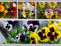 三色堇（学名：Viola tricolor L.），在欧洲是常见的野花，也常栽培于公园中。三色菫以露天栽种为宜，无论花坛、庭园、盆栽皆适合。不适合种于室内，因为光线不足，生长会迟缓，枝叶无法充分茁壮，导致无法开花，开花后也不应移入室内，以长保花朵寿命。