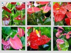 红掌（anthurium）又名安祖花、火鹤花等，栽培品种主要是由andreanum和scherzerianum两个种经杂交选育而成。