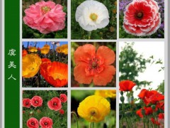 虞美人学名为Papaver rhoeas。罂粟科(Papaveraceae)一年生(罕二年生)植物，原产于欧洲、北非和亚洲，现已引入澳大利亚、新西兰和北美洲。
　　花生于25～90公分(10～35吋)高的茎顶上，直径约7～10公分。花瓣4片，通常为鲜艳的红色、橙色、黄色、白色，有时基部有一黑色斑点。从前虞美人为耕地内分布广泛的杂草，种子在泥土内休眠多年，于土壤被翻耕时方发芽。第一次世界大战期间及战后，受战争蹂躏的土地遍开虞美人，于是虞美人成为这次战争的象征。
　　雪莉罂粟(Shirley poppy)是最常栽培的庭园罂粟种类之一，由虞美人培育而成。虞美人亦可提取一种红色染料用作某些酒类和药物的添色剂。其实虞美人也是罂粟的一种，因为毛茛目、罂粟科、罂粟属的所有植物都称为罂粟。不过大部分罂粟都是可以种植的，可是毛茛目罂粟科、罂粟属的鸦片罂粟种和苞鳞罂粟种的罂粟的果实是可以制毒品的，国家禁止种植。
　　虞美人耐寒,怕暑,喜光,喜排水良好的土壤.花蕾