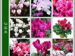 仙客来（学名：Cyclamen persicum），别名萝卜海棠、兔耳花、兔子花、一品冠、篝火花、翻瓣莲，是紫金牛科仙客来属多年生草本植物。仙客来是一种普遍种植的鲜花，适合种植于室内花盆，冬季则需温室种植。仙客来的某些栽培种有浓郁的香气，而有些香气淡或无香气。“仙客来”一词来自学名Cyclamen的音译，由于音译巧妙，使得花名有“仙客翩翩而至”的寓意。仙客来是山东省青州市的市花，也是1995年天津举办的第43届世界乒乓球锦标赛的吉祥物。